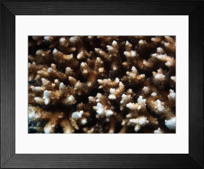 Framed Print : Close up of a hard coral in Red Sea near Marsa Alam, Egypt Framed Print : Close up of a hard coral in Red Sea near Marsa Alam, Egypt
