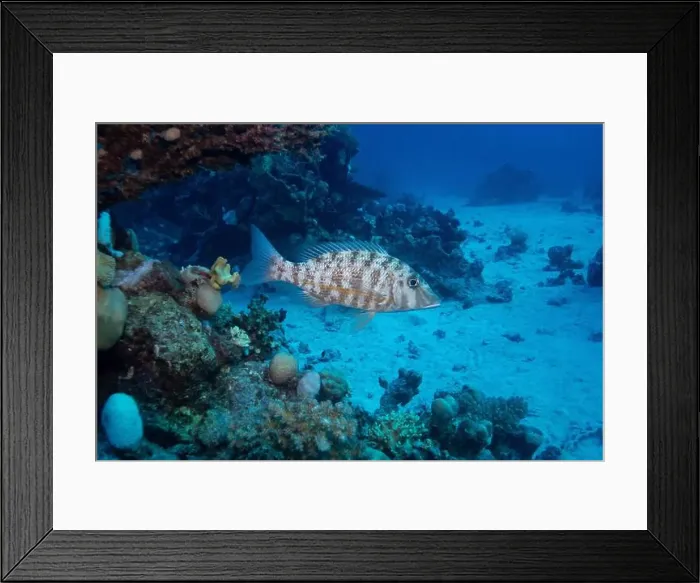 Framed Print : Orange-striped emperor in Red Sea near Marsa Alam, Egypt Framed Print : Orange-striped emperor in Red Sea near Marsa Alam, Egypt