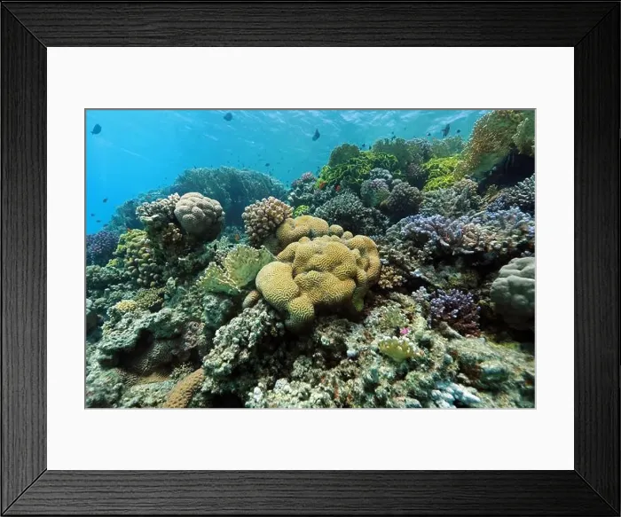 Framed Print : Abu Dabab Coral reef near Marsa Alam, underwater photograph, Red Sea, Egypt