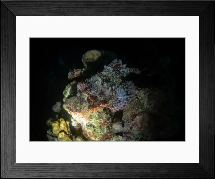 Framed Print : Scorpionfish in Red Sea near Marsa Alam by night, Egypt Framed Print : Scorpionfish in Red Sea near Marsa Alam by night, Egypt