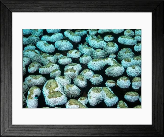 Framed Print : Reefs bleaching and dying, sea warming in Red Sea near Marsa Alam, Egypt Framed Print : Reefs bleaching and dying, sea warming in Red Sea near Marsa Alam, Egypt