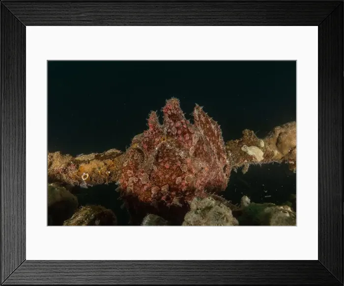Framed Print : Frog fish in the Red Sea Colorful and beautiful, Eilat Israel Framed Print : Frog fish in the Red Sea Colorful and beautiful, Eilat Israel