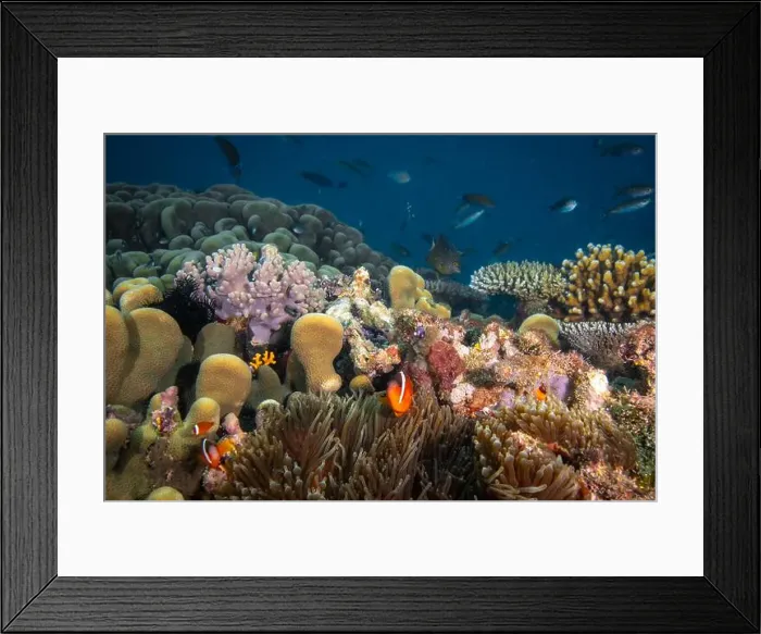 Framed Print : Colorful anemone fish swimming above coral reef in the pacific Ocean Framed Print : Colorful anemone fish swimming above coral reef in the pacific Ocean