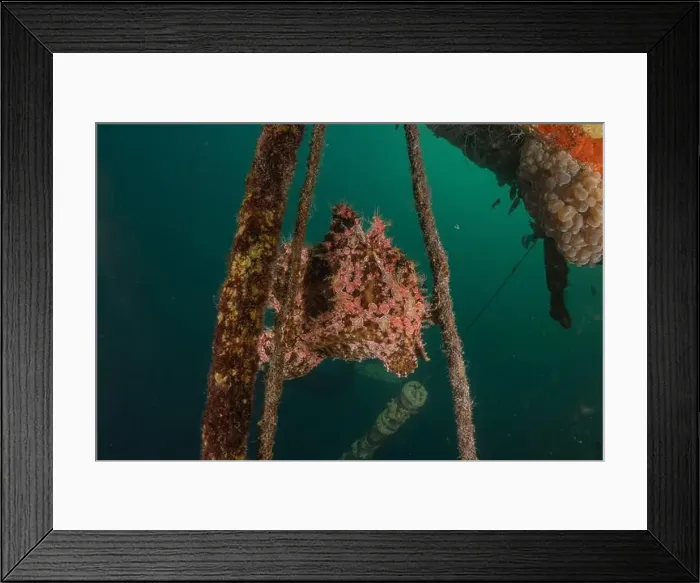 Framed Print : Frog fish in the Red Sea Colorful and beautiful, Eilat Israel Framed Print : Frog fish in the Red Sea Colorful and beautiful, Eilat Israel