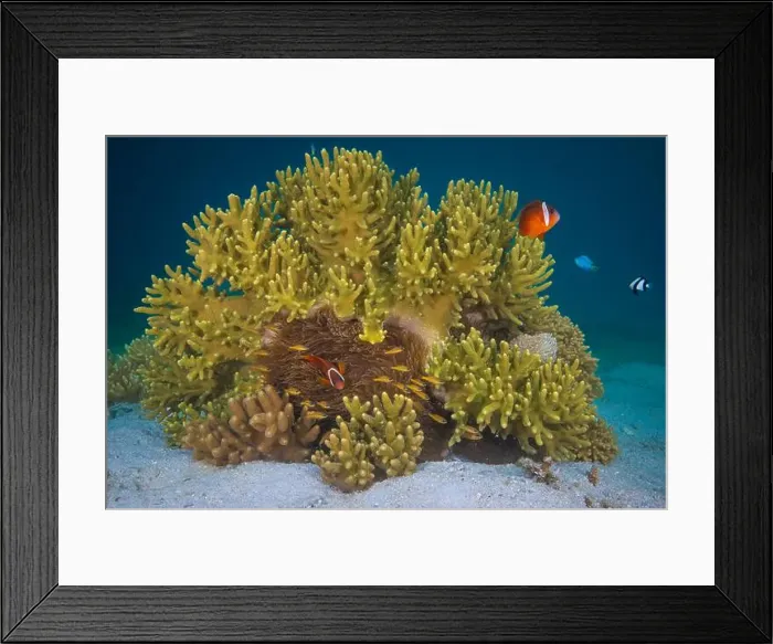 Framed Print : Colorful anemone fish swimming above coral reef in the pacific Ocean