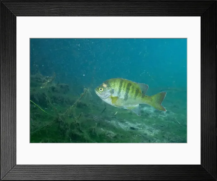 Framed Print : Florida Springs bluegill in crystal clear water Framed Print : Florida Springs bluegill in crystal clear water