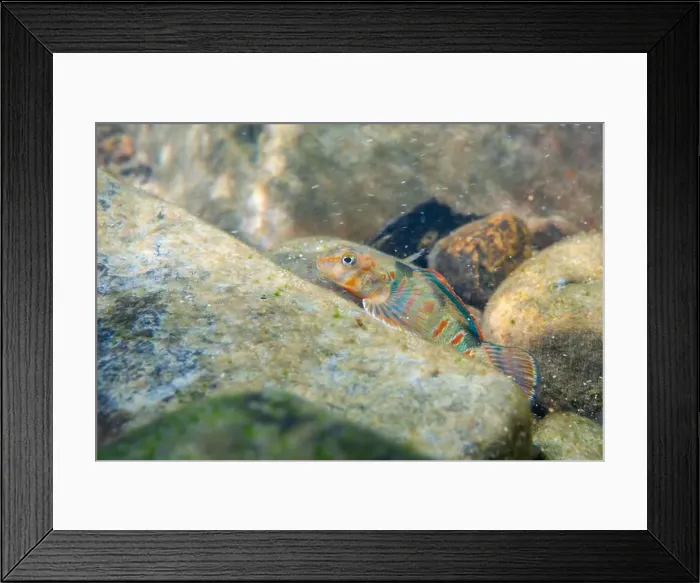 Framed Print : Candy darter on a riverbed Framed Print : Candy darter on a riverbed