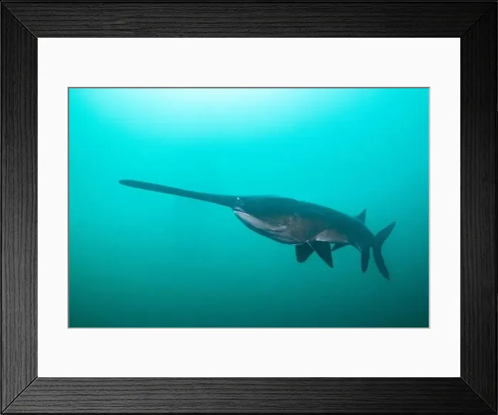 Framed Print : American paddlefish swimming in blue lake with mouth closed