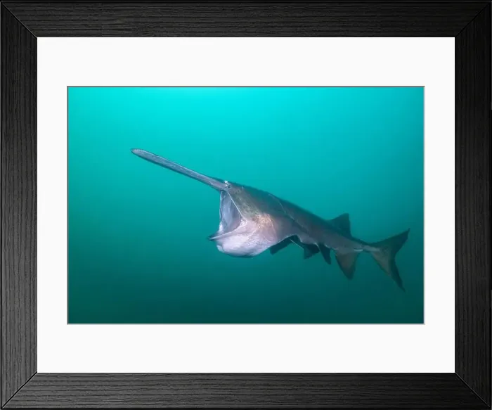 Framed Print : American paddlefish feeding on plankton in lake Framed Print : American paddlefish feeding on plankton in lake