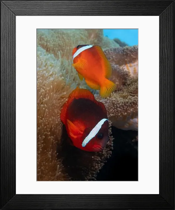 Framed Print : Colorful anemone fish swimming above coral reef in the pacific Ocean