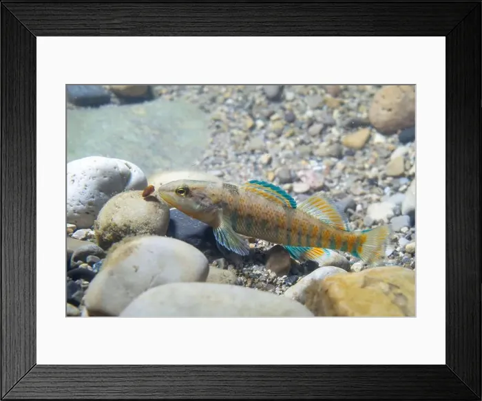 Framed Print : Rainbow darter checking out pebblee Framed Print : Rainbow darter checking out pebblee