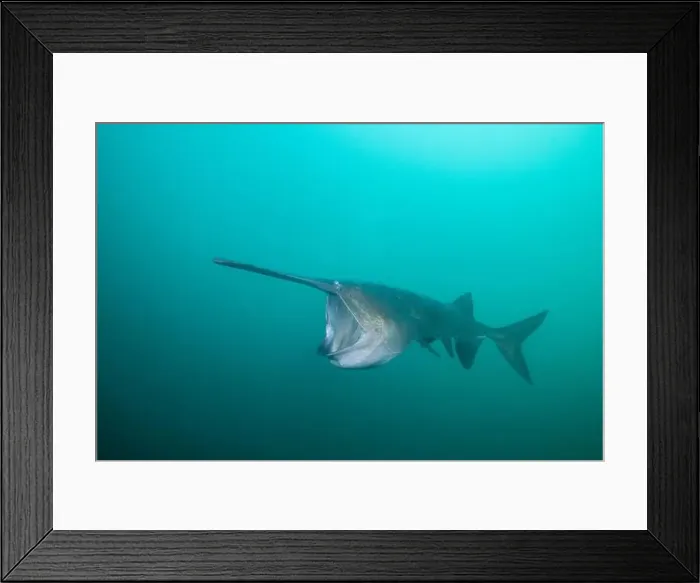 Framed Print : American paddlefish feeding on plankton in lake Framed Print : American paddlefish feeding on plankton in lake