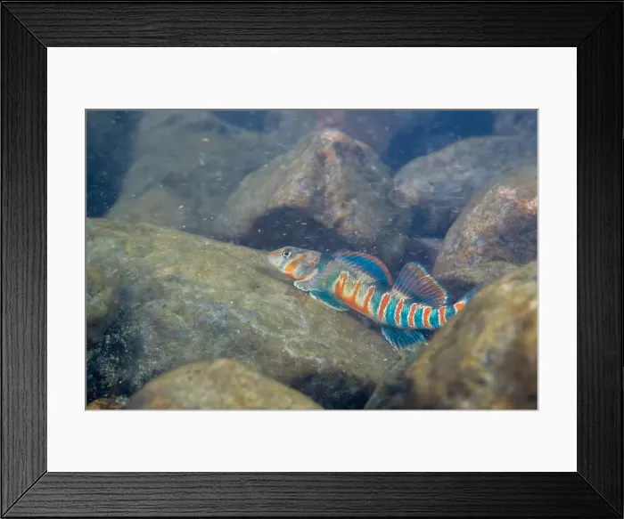 Framed Print : Candy darter displaying on a riverbed Framed Print : Candy darter displaying on a riverbed