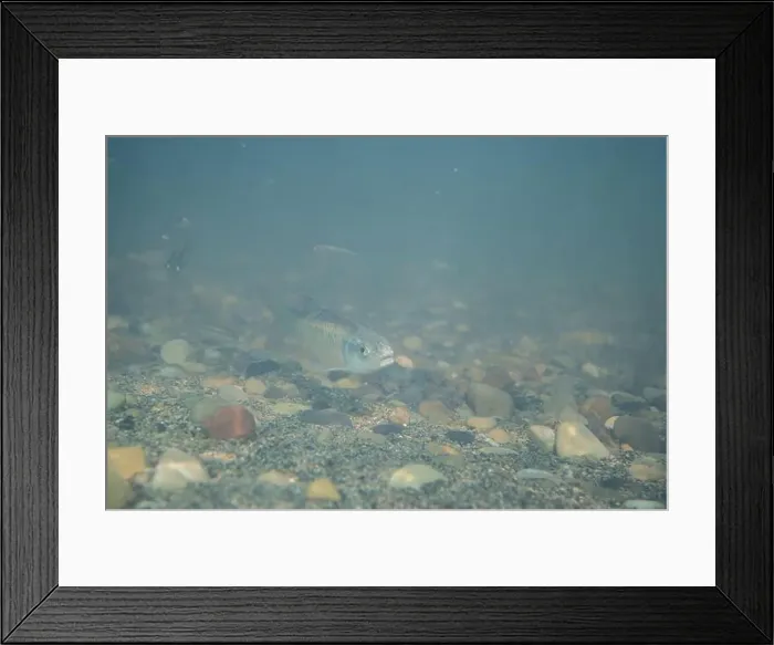Framed Print : Male striped shiner on a sandy creekbed Framed Print : Male striped shiner on a sandy creekbed