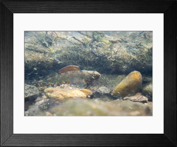 Framed Print : Gilt darter displaying on rocky riverbed Framed Print : Gilt darter displaying on rocky riverbed