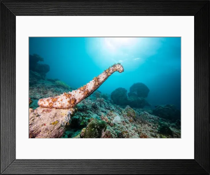 Framed Print : Male sea cucumber - standing on end, and spewing male gametes into the water Framed Print : Male sea cucumber - standing on end, and spewing male gametes into the water