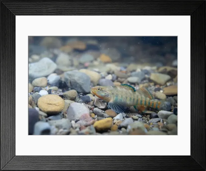 Framed Print : Rainbow darter displaying on riverbed Framed Print : Rainbow darter displaying on riverbed