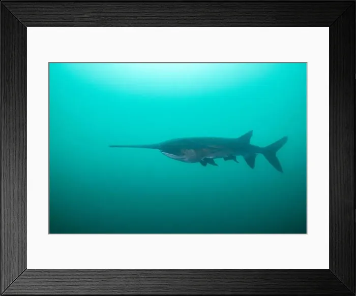Framed Print : American paddlefish swimming in blue lake with mouth closed Framed Print : American paddlefish swimming in blue lake with mouth closed