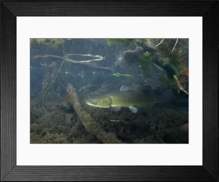 Framed Print : Bowfin in a dark marsh Framed Print : Bowfin in a dark marsh
