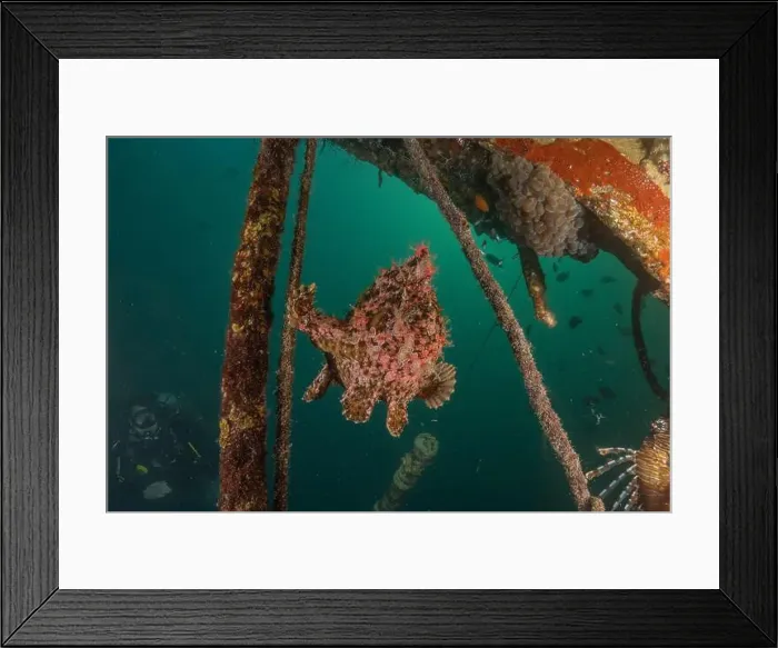 Framed Print : Frog fish in the Red Sea Colorful and beautiful, Eilat Israel Framed Print : Frog fish in the Red Sea Colorful and beautiful, Eilat Israel