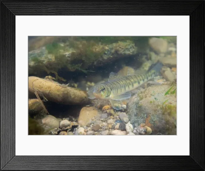 Framed Print : Logperch darter foraging on a rocky riverbed Framed Print : Logperch darter foraging on a rocky riverbed