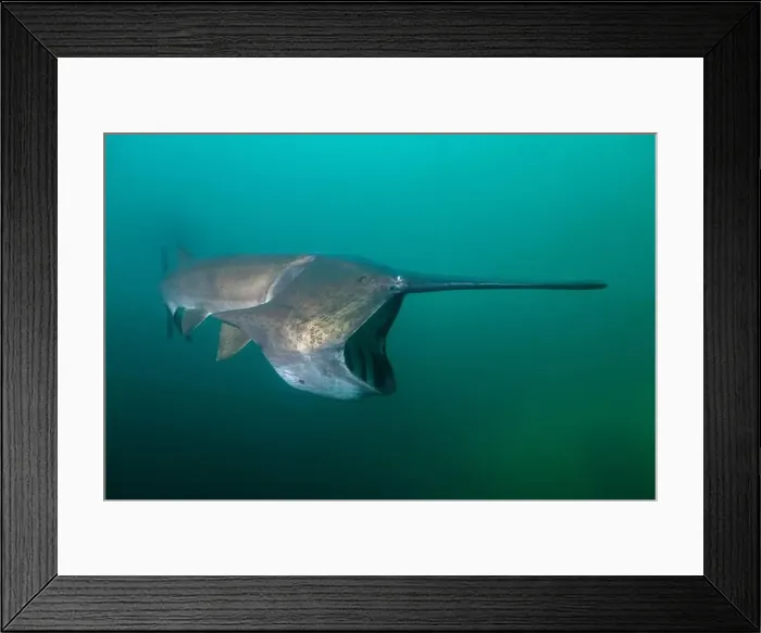 Framed Print : American paddlefish feeding on plankton in lake Framed Print : American paddlefish feeding on plankton in lake