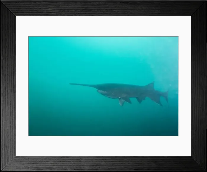 Framed Print : American paddlefish swimming in blue lake with mouth closed Framed Print : American paddlefish swimming in blue lake with mouth closed