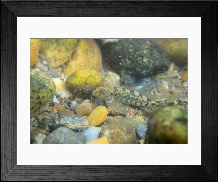 Framed Print : Tuckasegee darter displaying on a rocky riverbed Framed Print : Tuckasegee darter displaying on a rocky riverbed