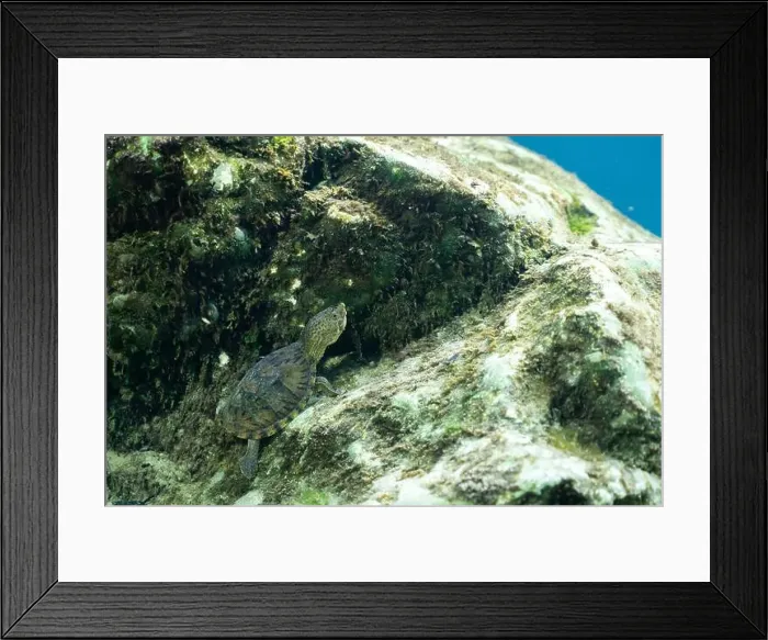 Framed Print : Loggerhead musk turtle on a rock underwater