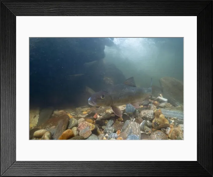Framed Print : Black redhorse swimming in a rocky river Framed Print : Black redhorse swimming in a rocky river