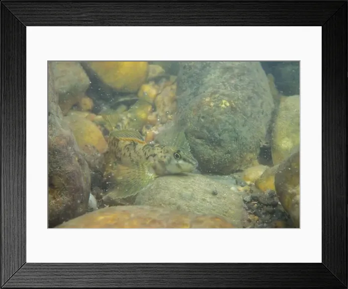 Framed Print : Tuckasegee darter displaying on a rocky riverbed Framed Print : Tuckasegee darter displaying on a rocky riverbed