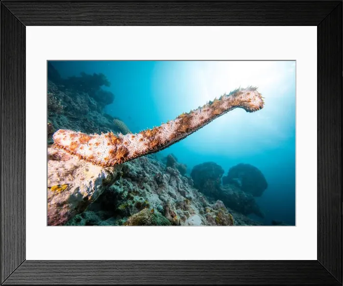 Framed Print : Male sea cucumber - standing on end, and spewing male gametes into the water Framed Print : Male sea cucumber - standing on end, and spewing male gametes into the water