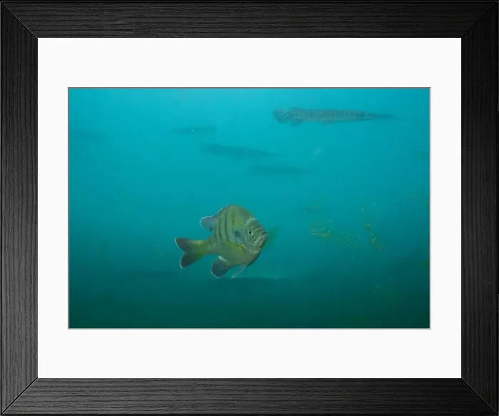 Framed Print : Florida springs bluegill with Florida gar swimming around Framed Print : Florida springs bluegill with Florida gar swimming around