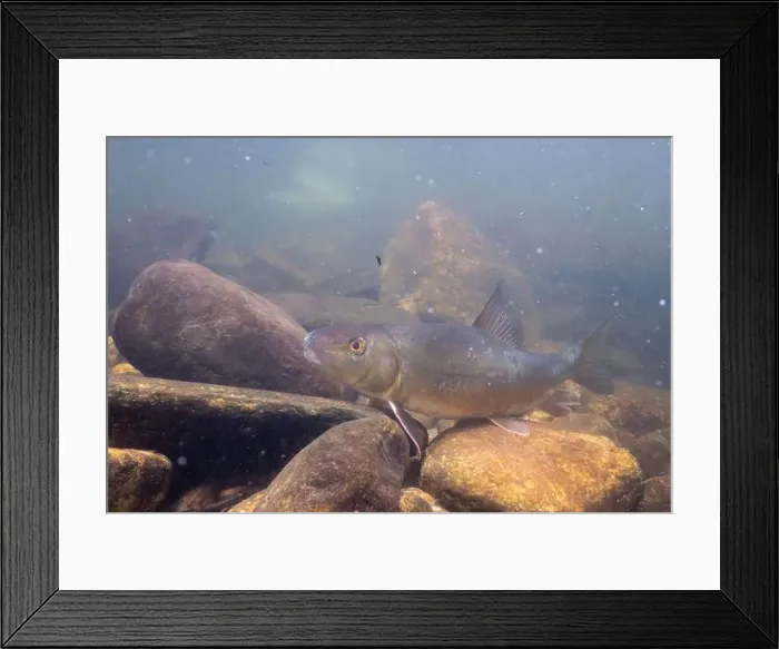 Framed Print : Black redhorse with it's fins extended Framed Print : Black redhorse with it's fins extended