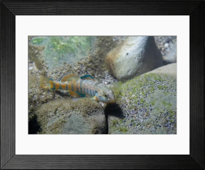 Framed Print : Colorful rainbow darter displaying on rocky riverbed Framed Print : Colorful rainbow darter displaying on rocky riverbed