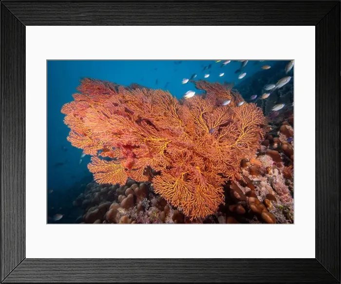 Framed Print : Gorgonian sea fan blowing in the gentle currents of the south Pacifc Ocean Framed Print : Gorgonian sea fan blowing in the gentle currents of the south Pacifc Ocean