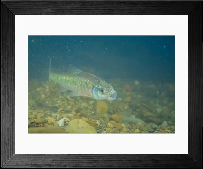 Framed Print : Male striped shiner on a sandy creekbed Framed Print : Male striped shiner on a sandy creekbed