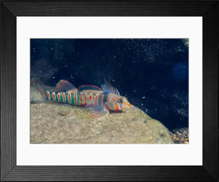 Framed Print : Beautiful candy darter displaying on a riverbed Framed Print : Beautiful candy darter displaying on a riverbed