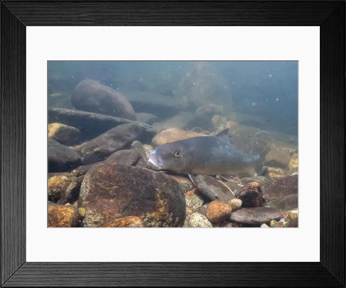 Framed Print : Black redhorse feeding on riverbed Framed Print : Black redhorse feeding on riverbed