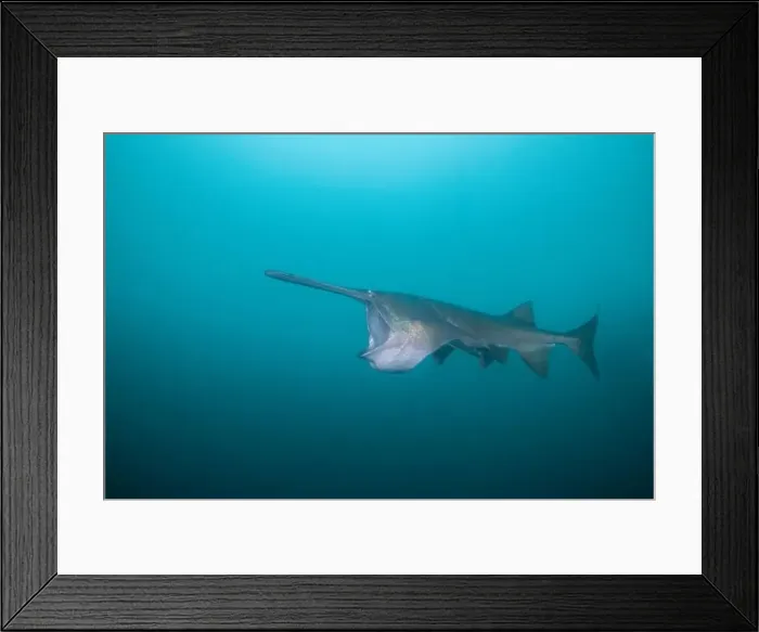Framed Print : American paddlefish feeding on plankton in lake Framed Print : American paddlefish feeding on plankton in lake