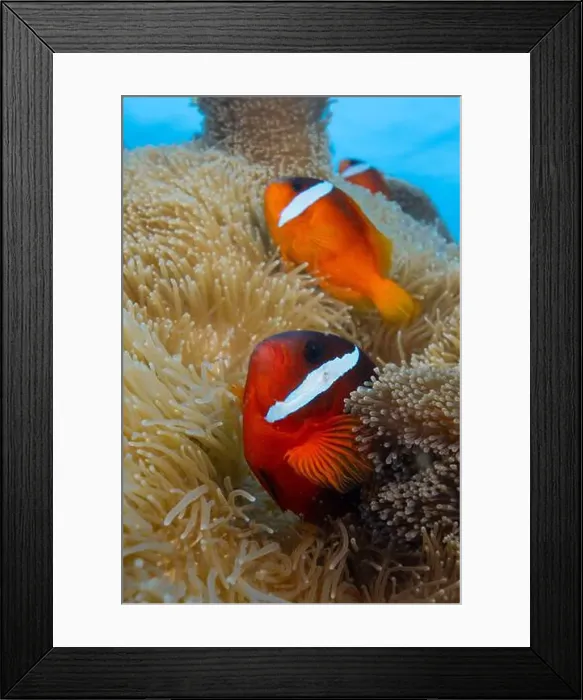 Framed Print : Colorful anemone fish swimming above coral reef in the pacific Ocean Framed Print : Colorful anemone fish swimming above coral reef in the pacific Ocean
