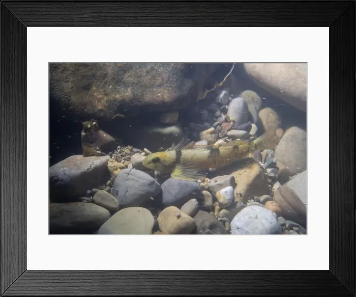 Framed Print : Varigated darter displaying on a rocky riverbed Framed Print : Varigated darter displaying on a rocky riverbed