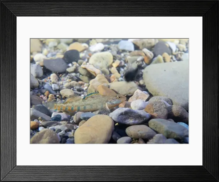 Framed Print : Rainbow darter displaying on riverbed Framed Print : Rainbow darter displaying on riverbed