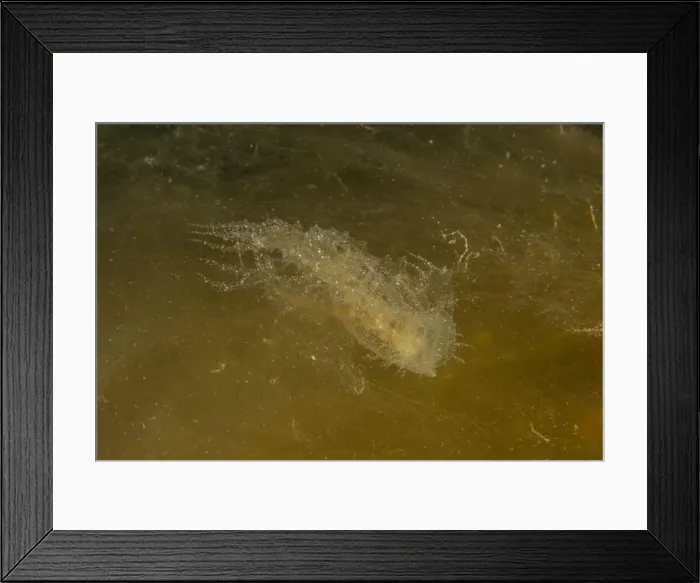 Framed Print : Jellyfish in the Red Sea are colorful and beautiful, Eilat Israel Framed Print : Jellyfish in the Red Sea are colorful and beautiful, Eilat Israel