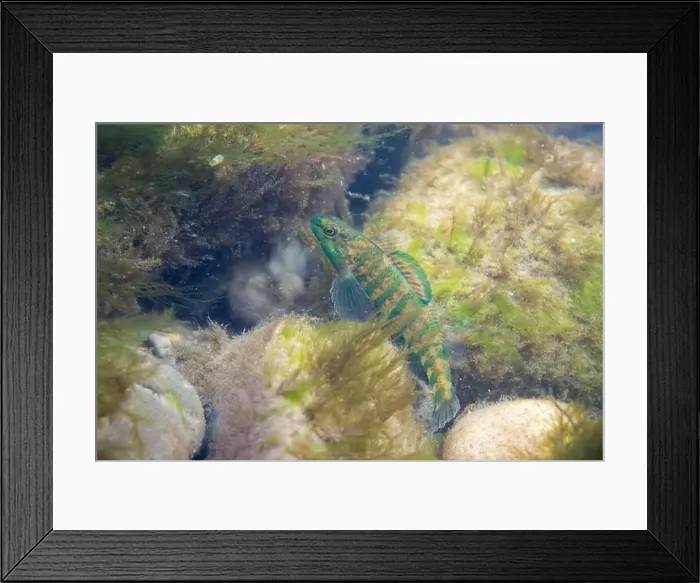 Framed Print : Banded darter displaying at the bottom of a river Framed Print : Banded darter displaying at the bottom of a river