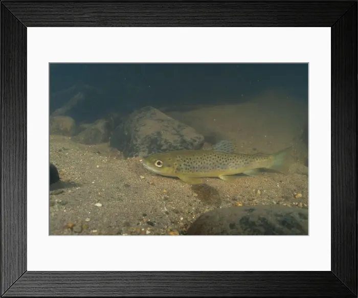 Framed Print : Rainbow trout at the bottom of a river Framed Print : Rainbow trout at the bottom of a river