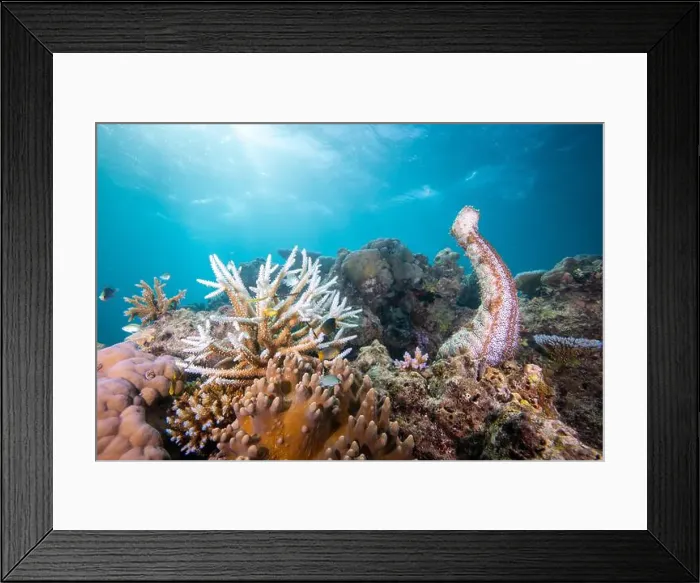 Framed Print : Male sea cucumber - standing on end, and spewing male gametes into the water Framed Print : Male sea cucumber - standing on end, and spewing male gametes into the water