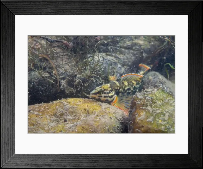 Framed Print : Redline darter displaying on a rocky riverbed Framed Print : Redline darter displaying on a rocky riverbed