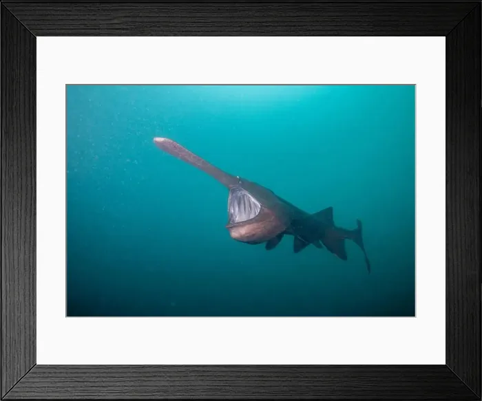 Framed Print : American paddlefish feeding on plankton in lake Framed Print : American paddlefish feeding on plankton in lake