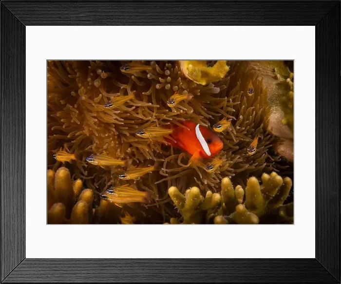 Framed Print : Colorful anemone fish swimming above coral reef in the pacific Ocean Framed Print : Colorful anemone fish swimming above coral reef in the pacific Ocean